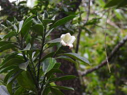 Image of Fagraea ceilanica Thunb.