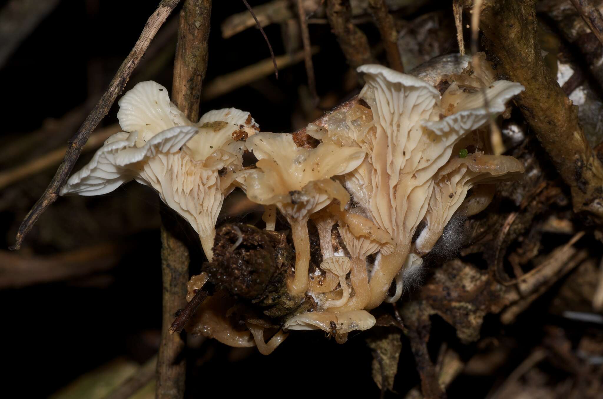 Image of Pleurocollybia cremea (G. Stev.) E. Horak 1971