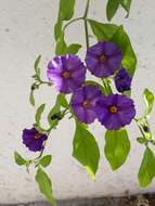 Image of Blue Potato Bush