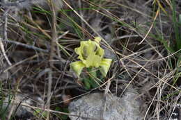 Image of Iris adriatica Trinajstic ex Mitic