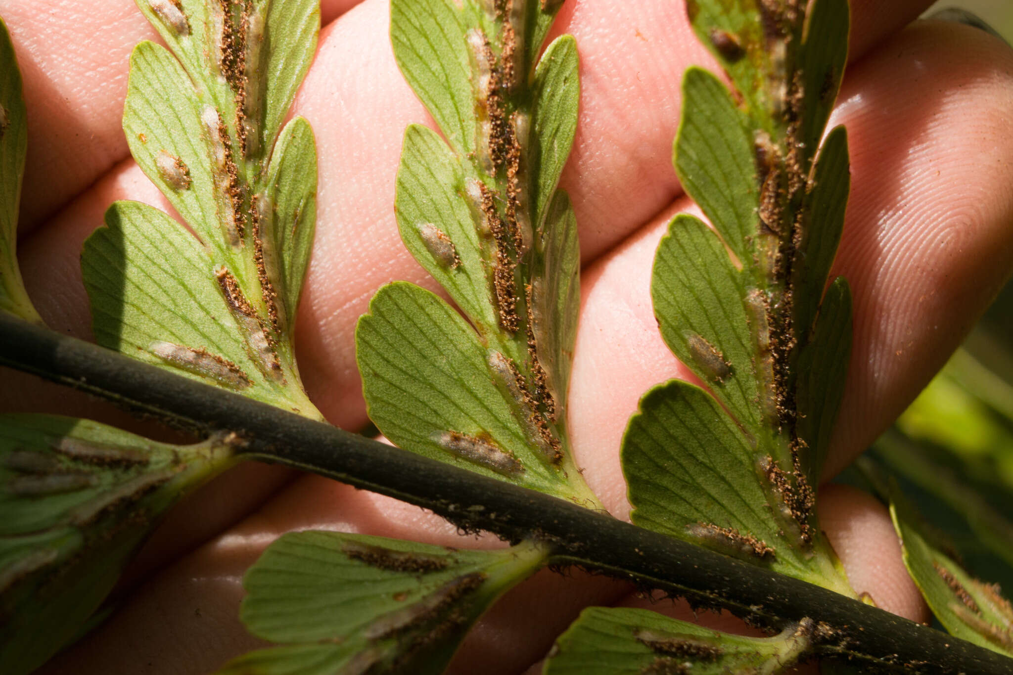 Image of Lacy Spleenwort