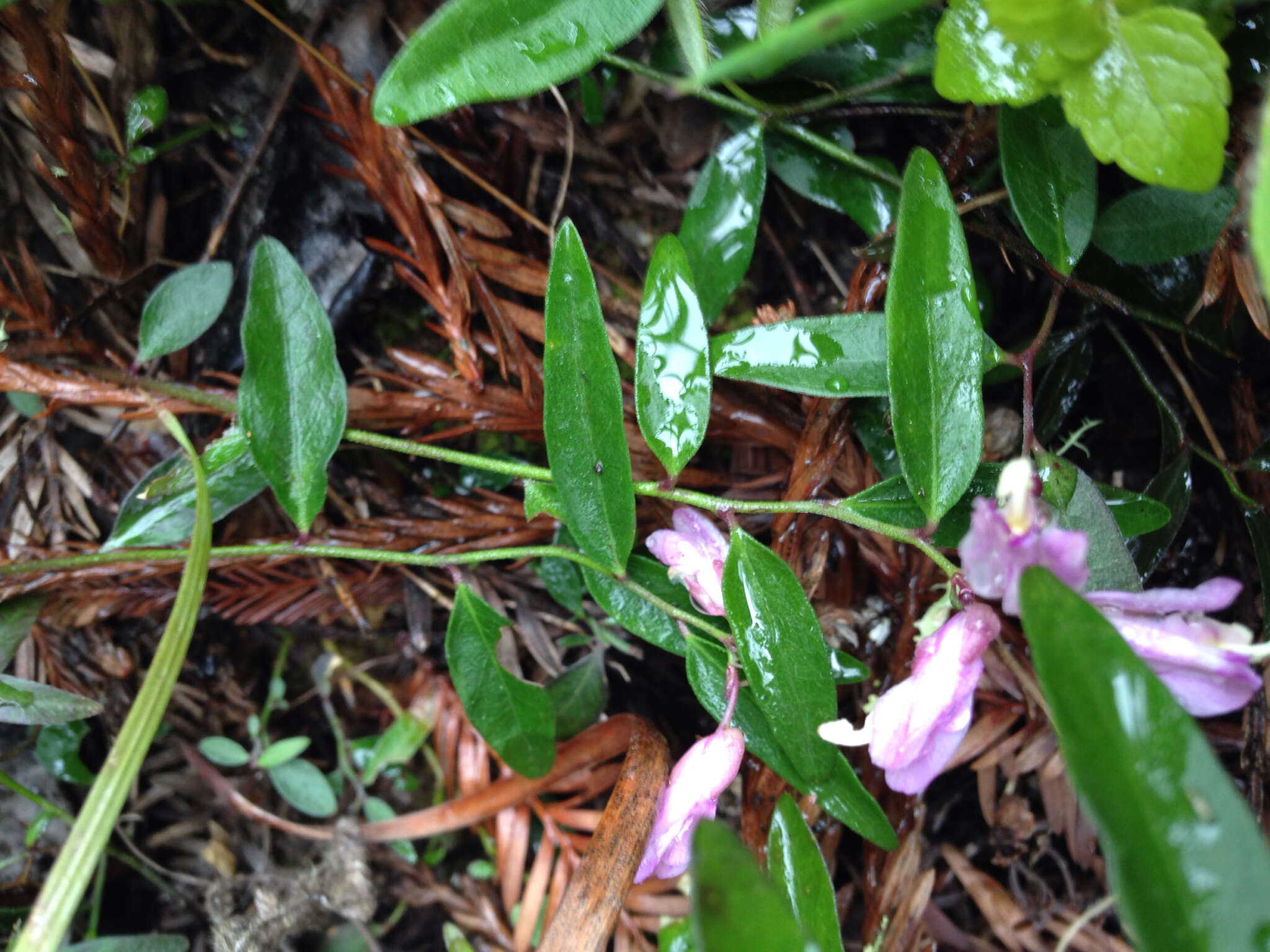 Image of California milkwort