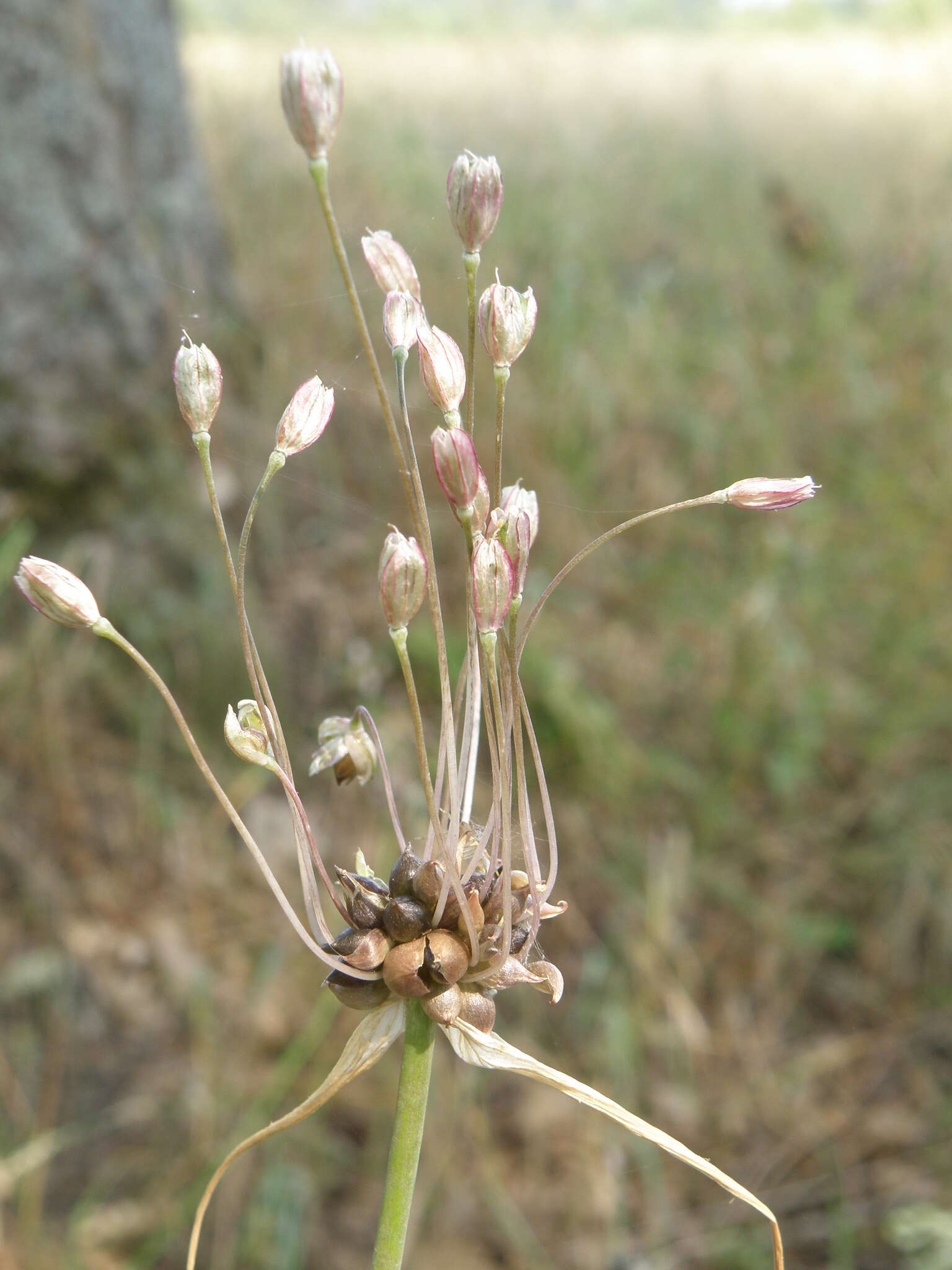 Image of field garlic