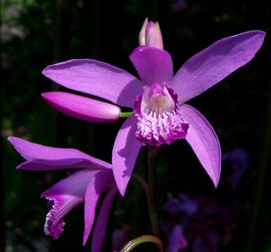 Image of Urn orchids