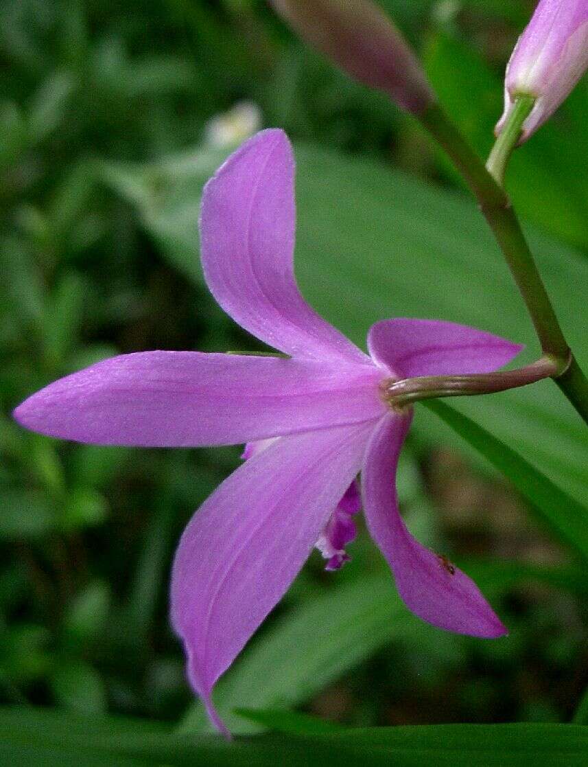 Image of Urn orchids