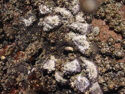 Image of Rock oyster