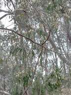 Image of Blakely's Red Gum