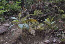 Image of parrotweed