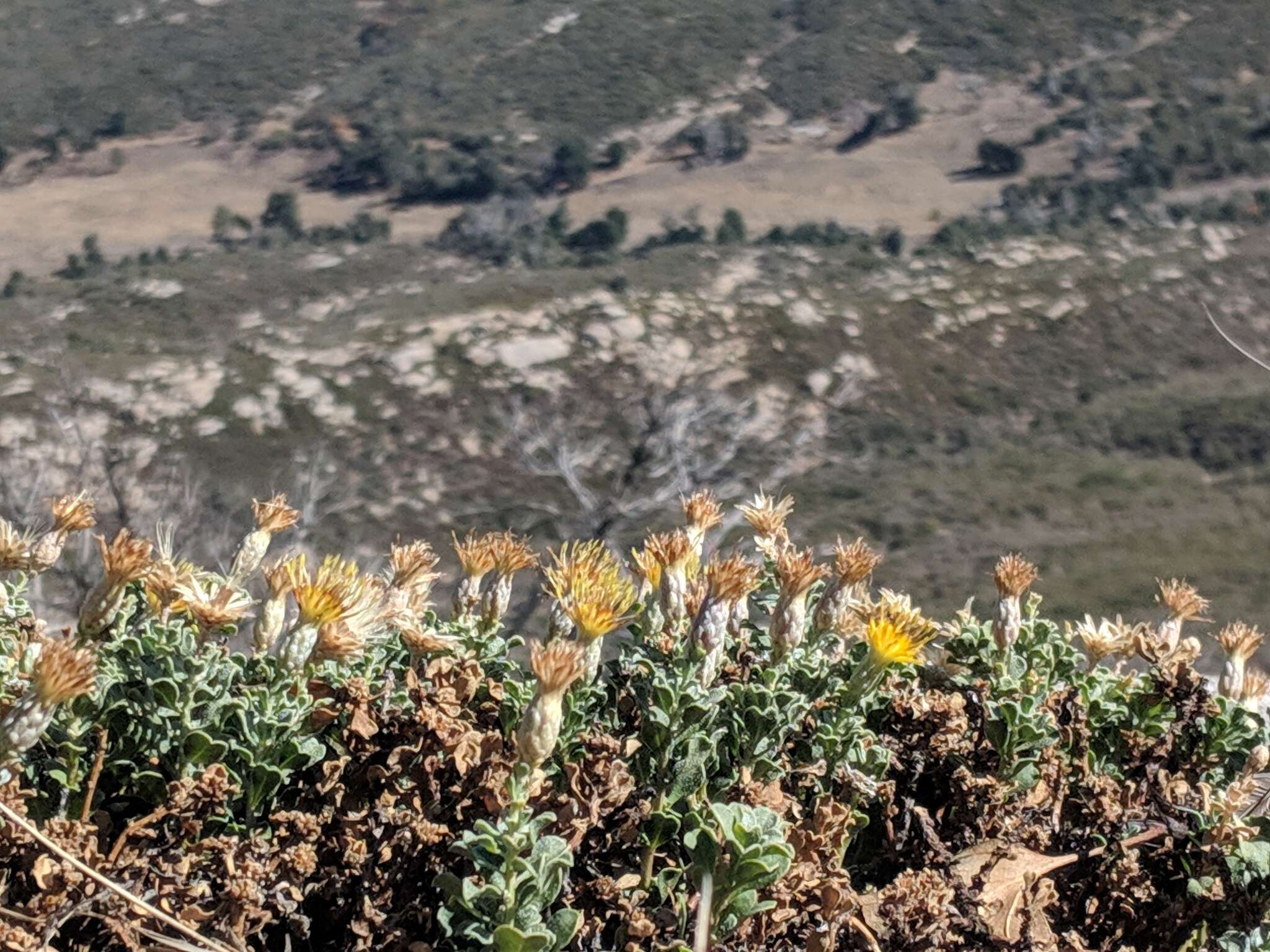 Image of cliff goldenbush