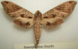 Image of Eumorpha elisa (Smyth 1901)