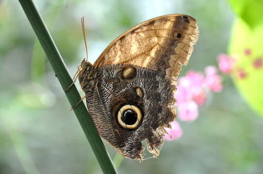 Image of Caligo beltrao Illiger 1801