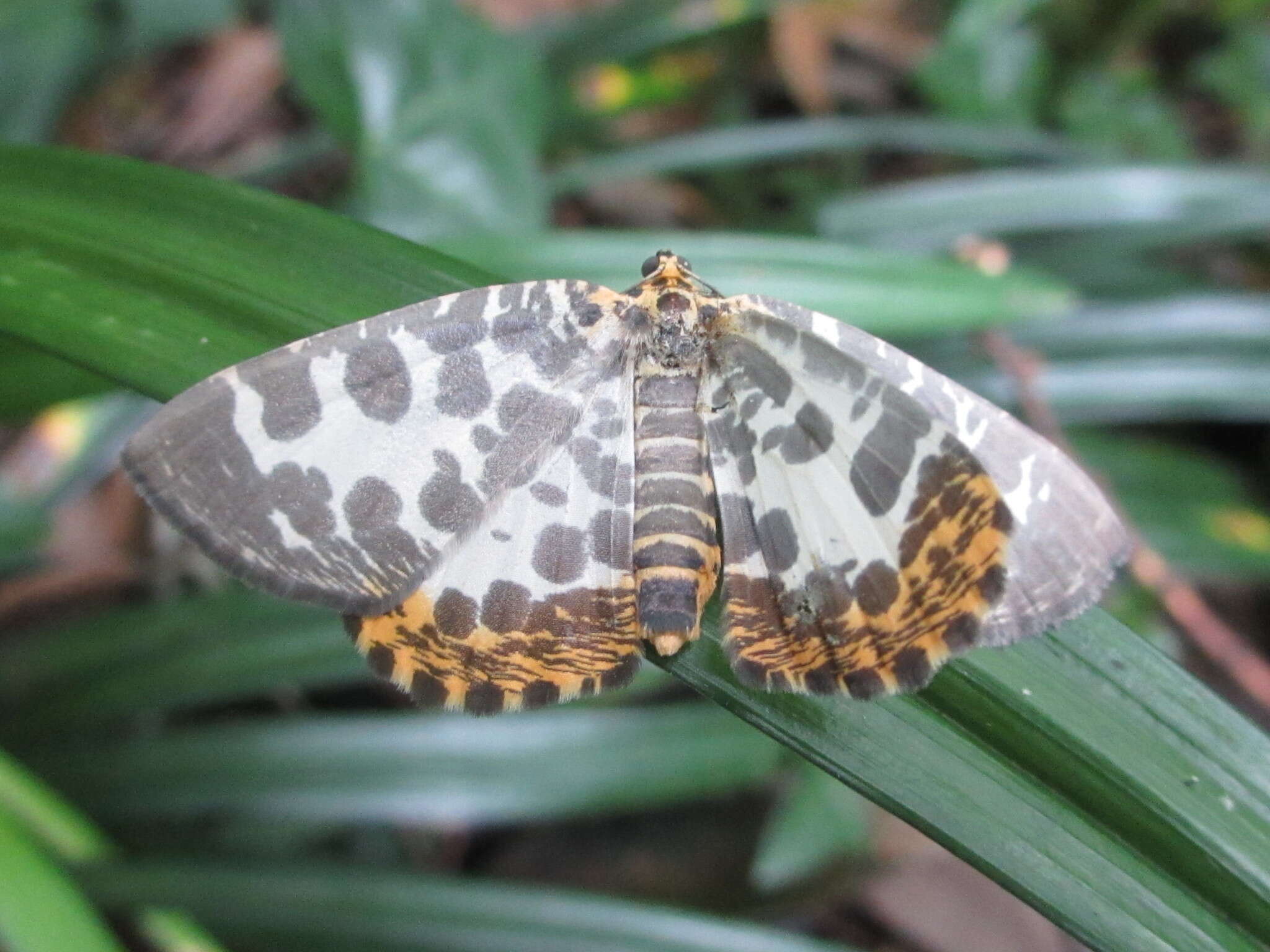 Image de Euryobeidia languidata Walker 1915