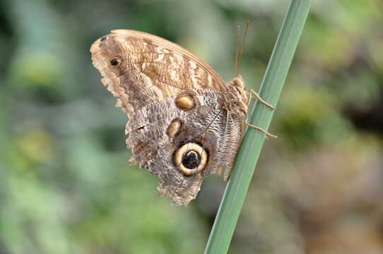 Imagem de Caligo beltrao Illiger 1801