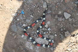 Image of Balsan Coral Snake