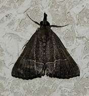 صورة Hypena umbralis Smith 1884