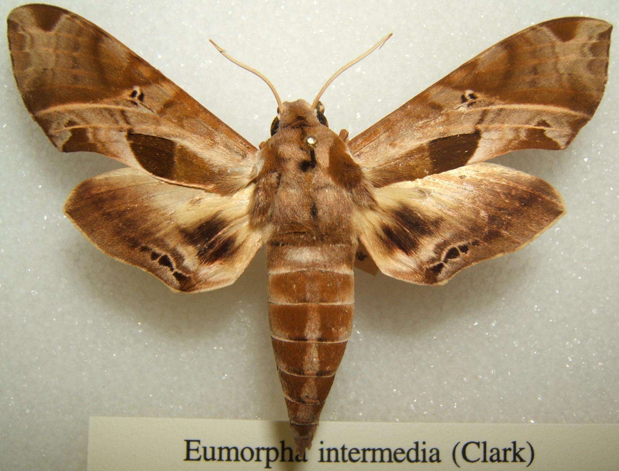 Image of Intermediate Sphinx Moth