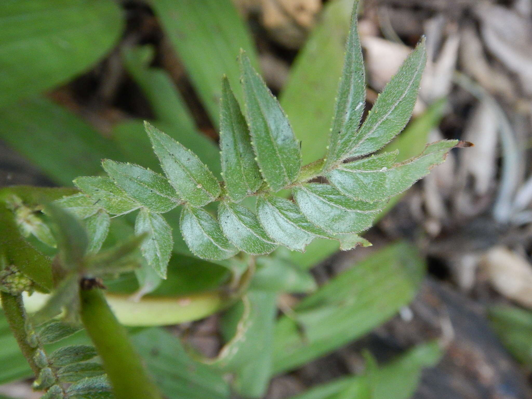 Image of Villasenoria orcuttii (Greenm.) B. L. Clark