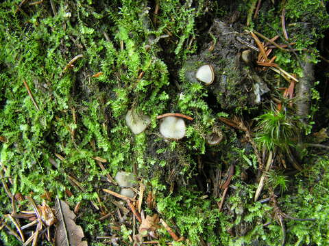 Trichophaea pseudogregaria (Rick) Boud. 1907的圖片