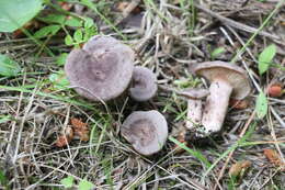 Image of Lactarius mammosus Fr. 1838