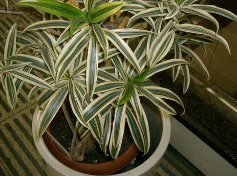 Image of Dracaena reflexa Lam.