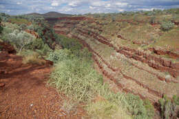 Image of Cynanchum viminale subsp. australe (R. Br.)