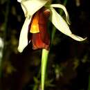 Image of Coelogyne usitana Roeth & O. Gruss