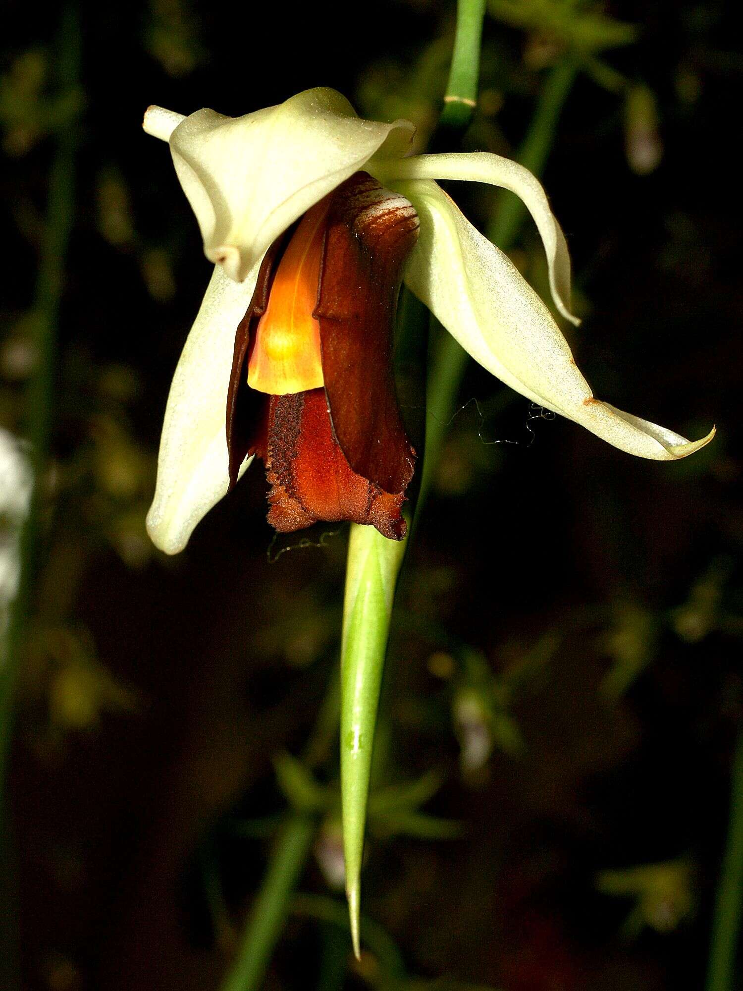 Image of Coelogyne usitana Roeth & O. Gruss