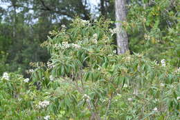 صورة Miconia bicolor (Mill.) Triana