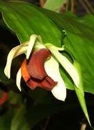 Image of Coelogyne usitana Roeth & O. Gruss