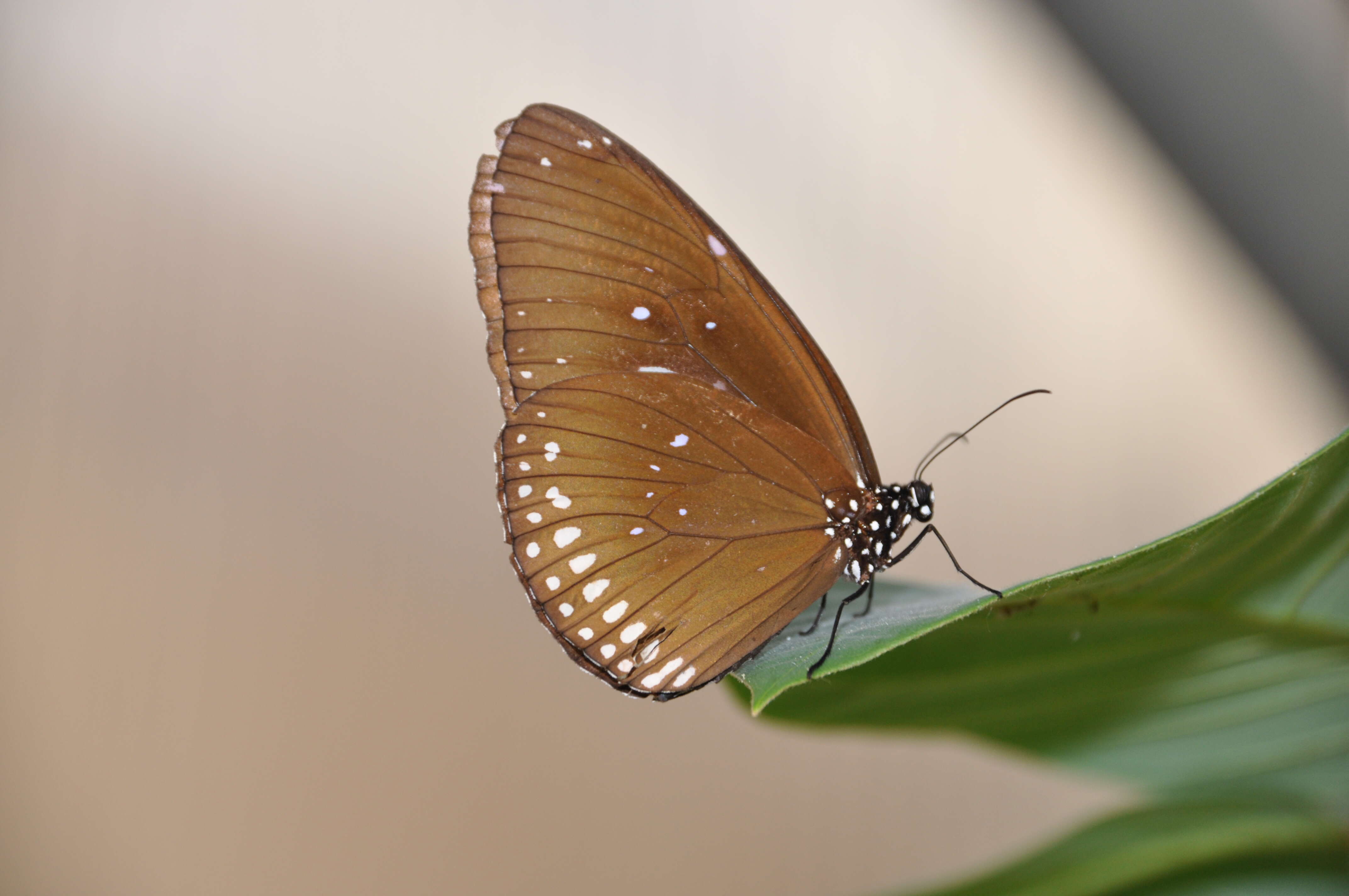 Image of Euploea core Cramer 1780