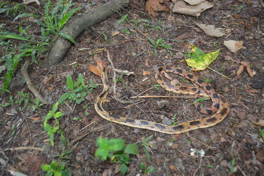 Image of Mexican Bullsnake