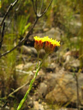 Image of Athanasia scabra Thunb.