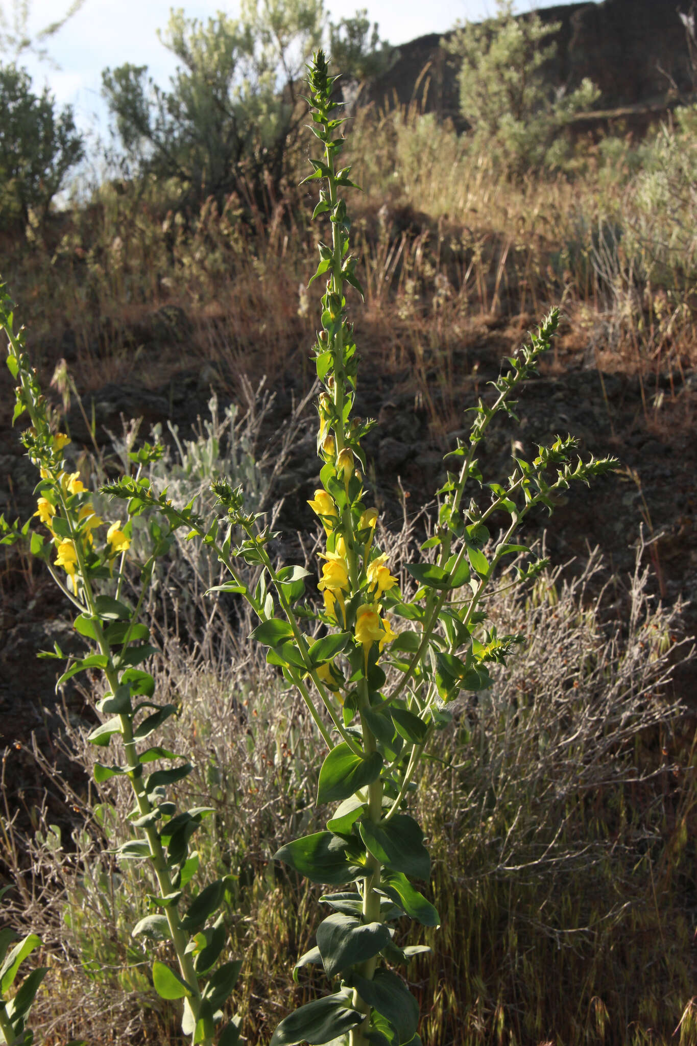 Plancia ëd Linaria dalmatica subsp. dalmatica