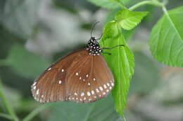 Image of Euploea core Cramer 1780