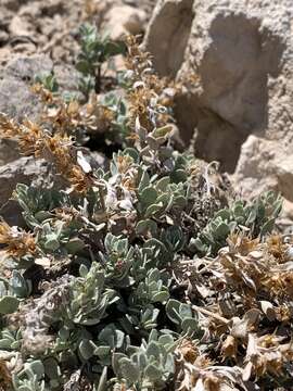 Image of Thompson's beardtongue