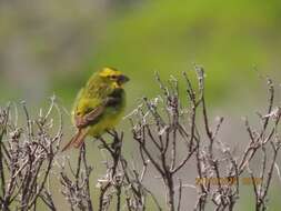 Image of Yellow Canary