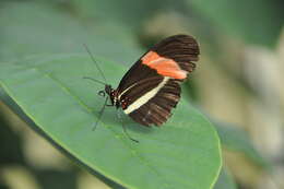 Image of Crimson Patched Longwing