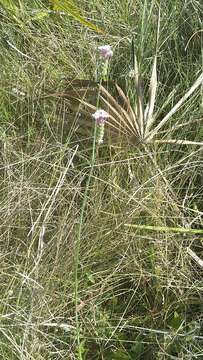 Image de Polygala incarnata L.