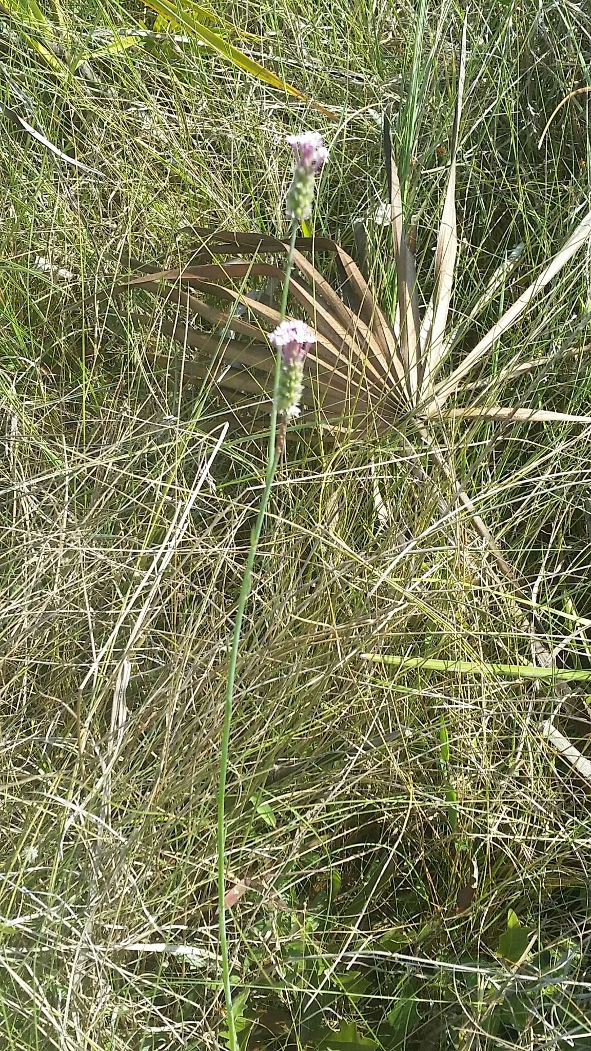 Image of Few-flowered Milkwort