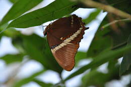 Image de Siproeta epaphus