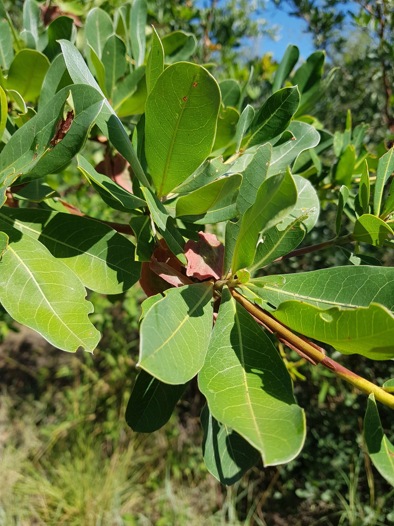 Terminalia brachystemma Welw. ex Hiern的圖片