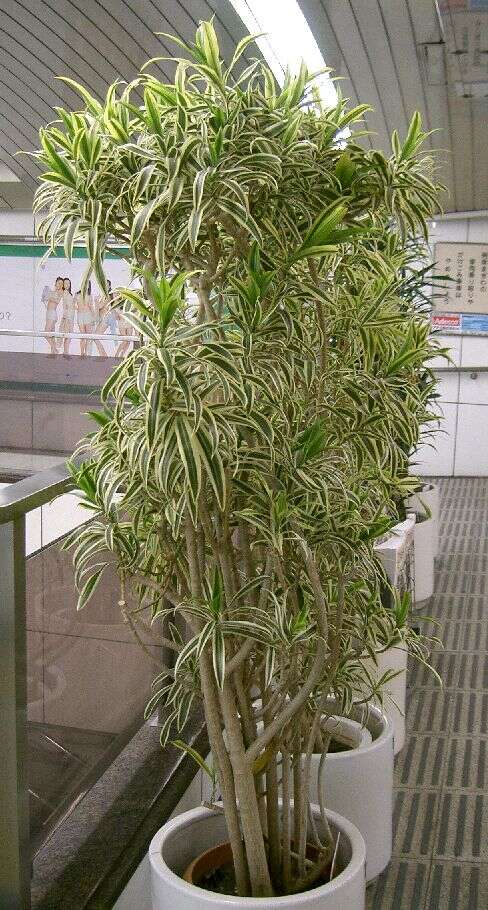 Image of Dracaena reflexa Lam.