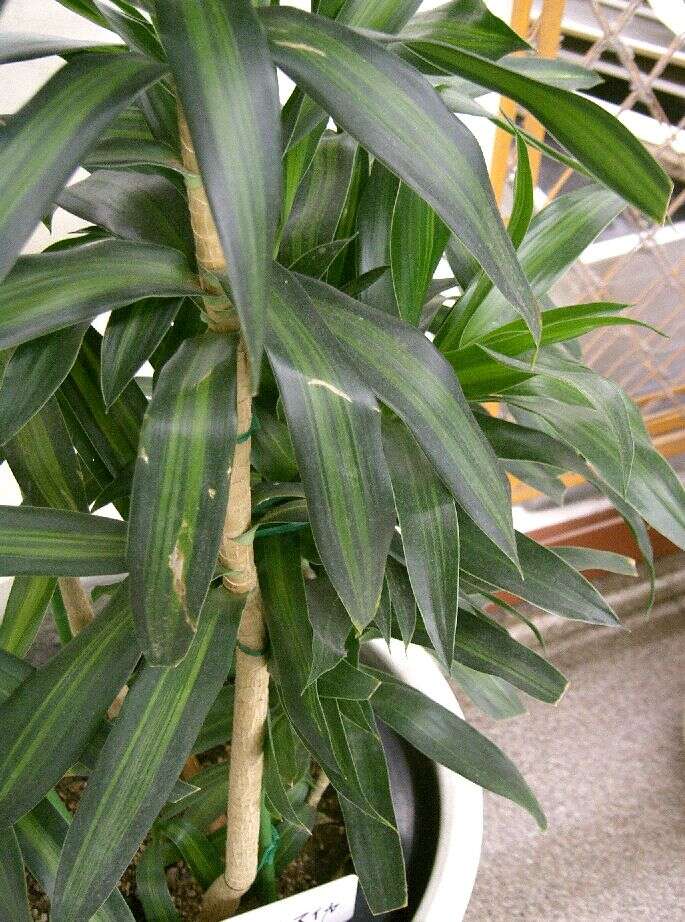 Image of Dracaena reflexa Lam.