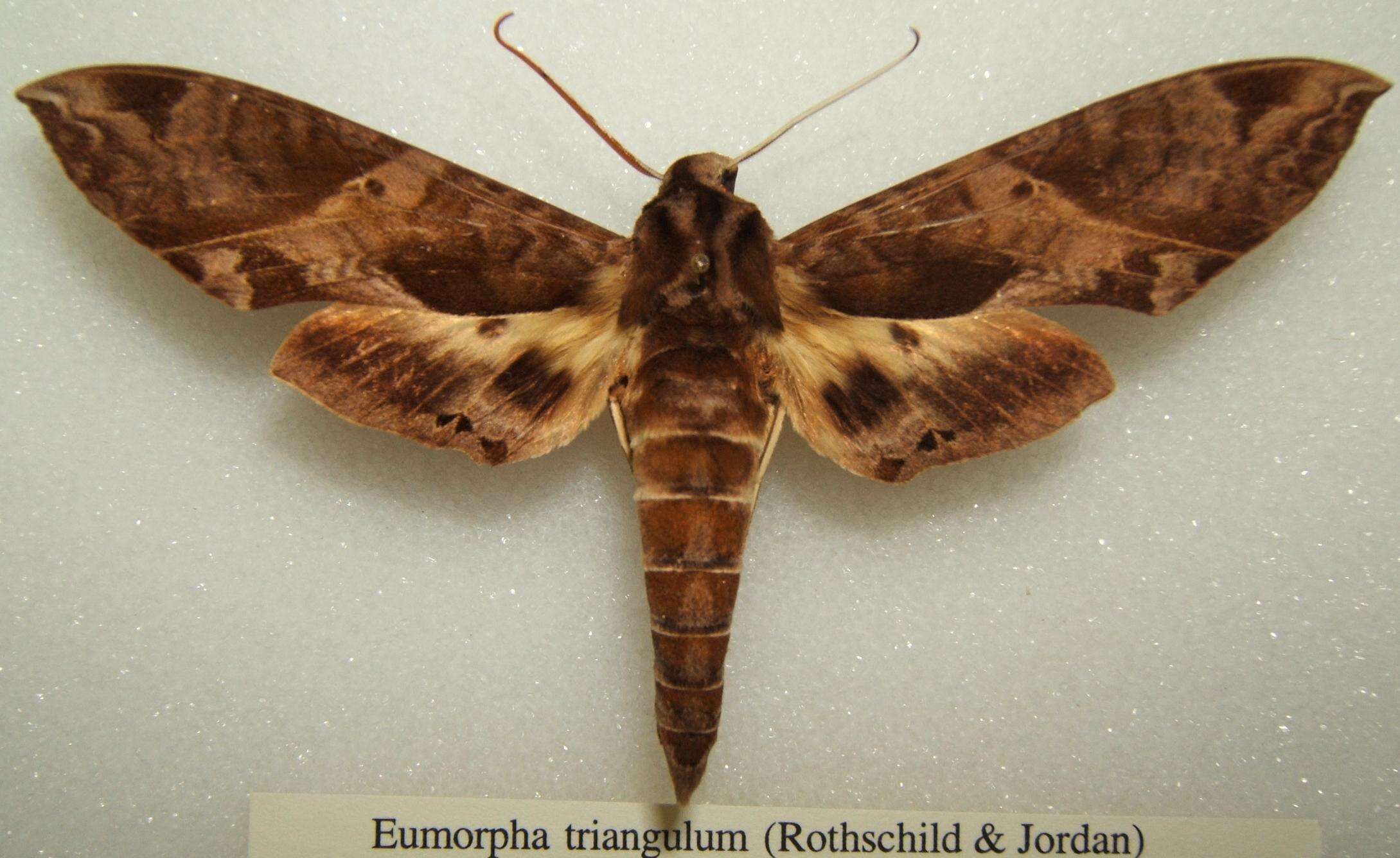 Image of Eumorpha triangulum (Rothschild & Jordan 1903)