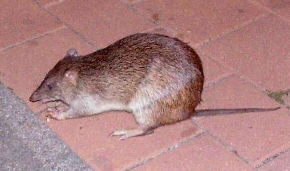 Image of Northern Brown Bandicoot