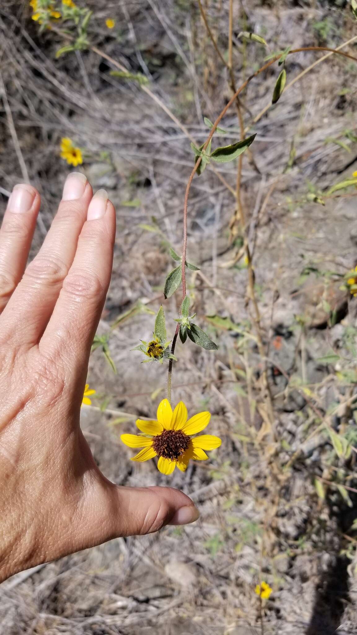 Image of Serpentine Sunflower