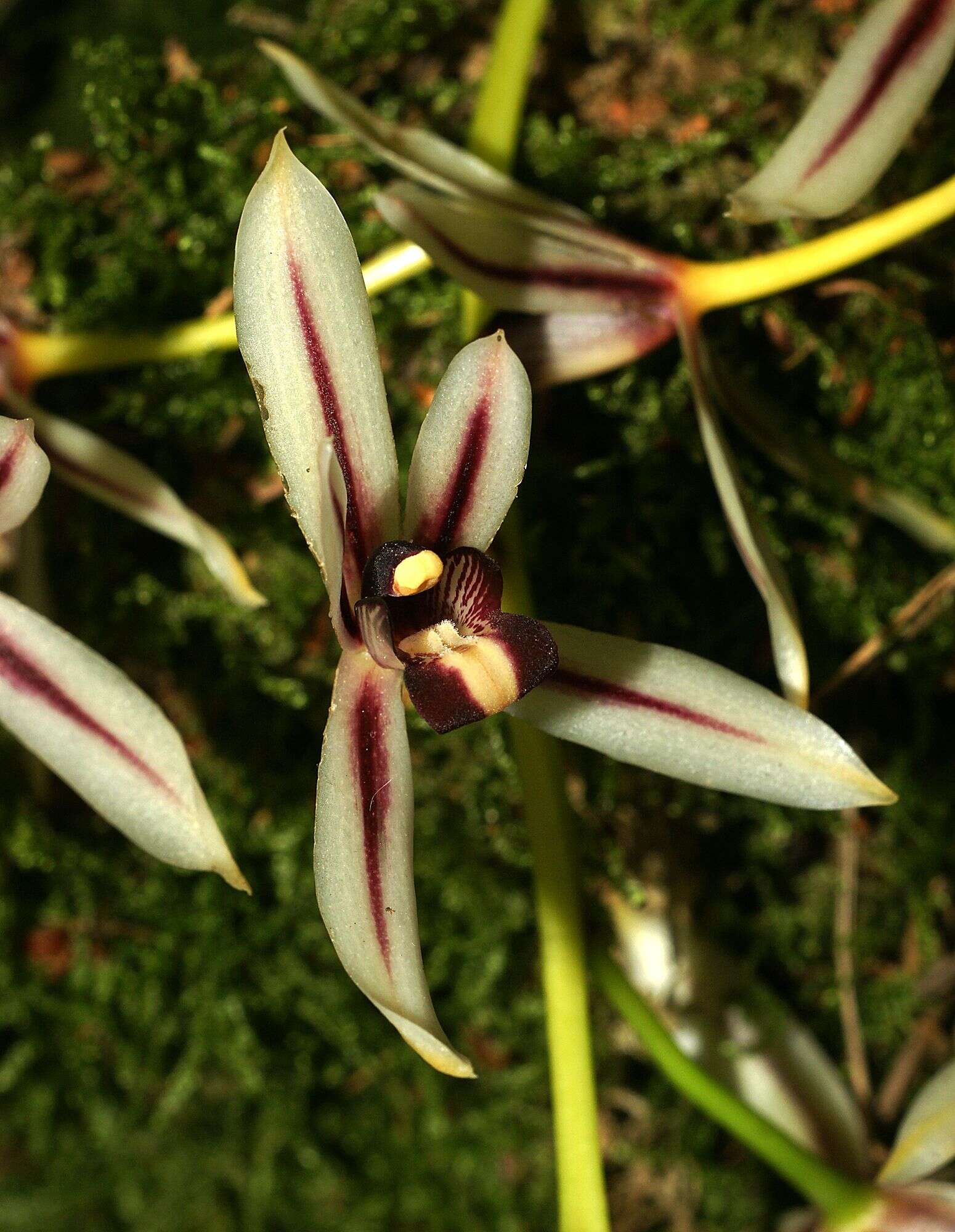 Image of Orchid