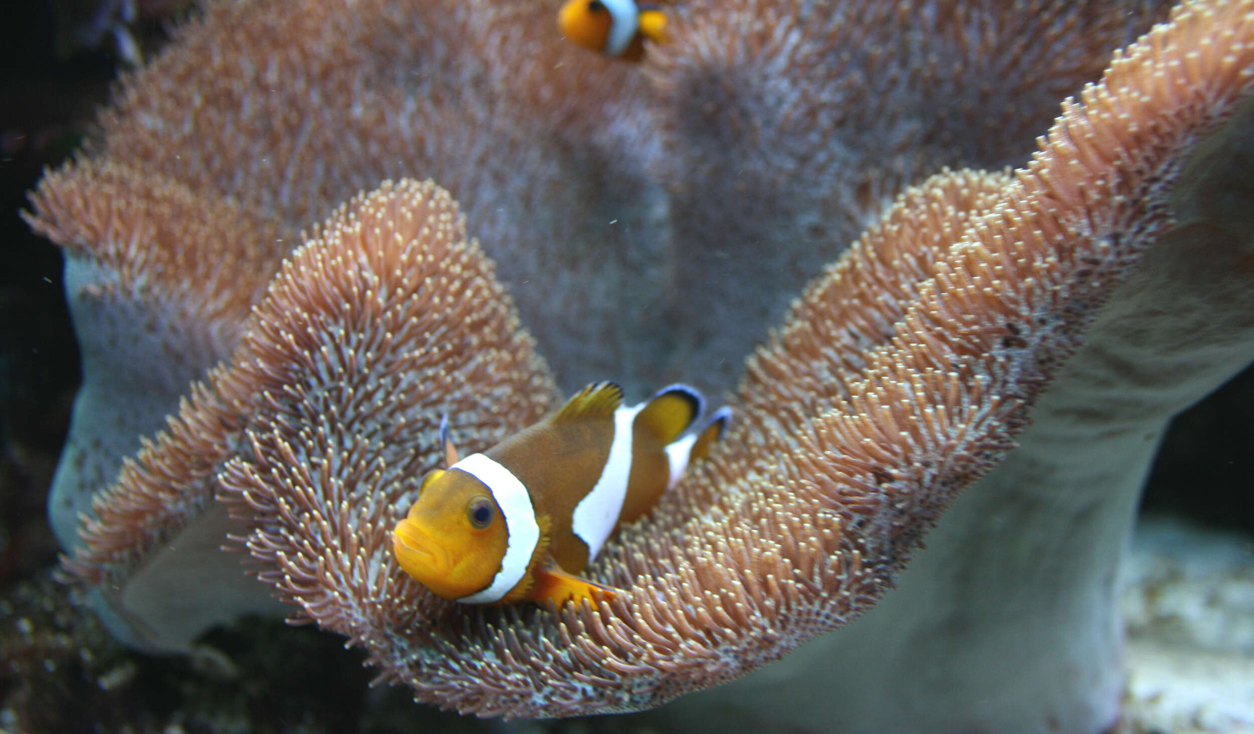 Imagem de Amphiprion ocellaris Cuvier 1830