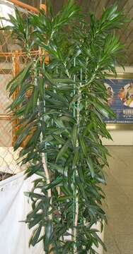 Image of Dracaena reflexa Lam.