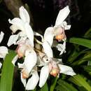 Слика од Cymbidium erythrostylum Rolfe